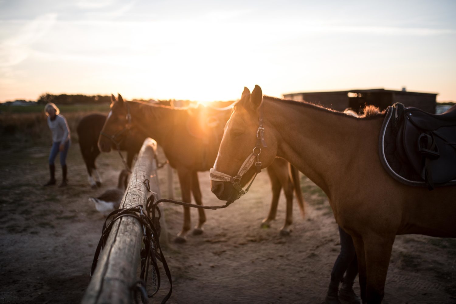 Balade à cheval & équitation - Balade à cheval en bord de mer